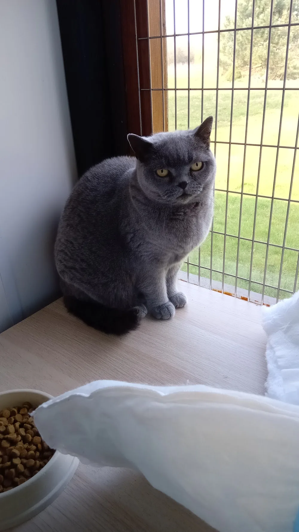 Cottage Cattery - Stockport pet otel