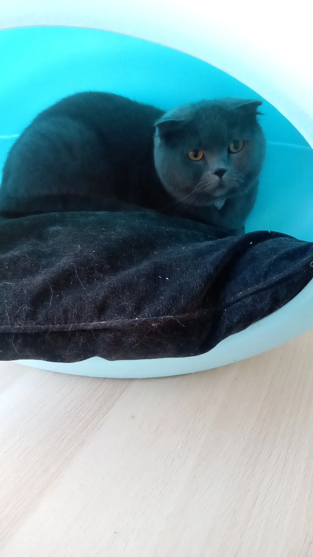 Cottage Cattery - Stockport pet otel görseli 3