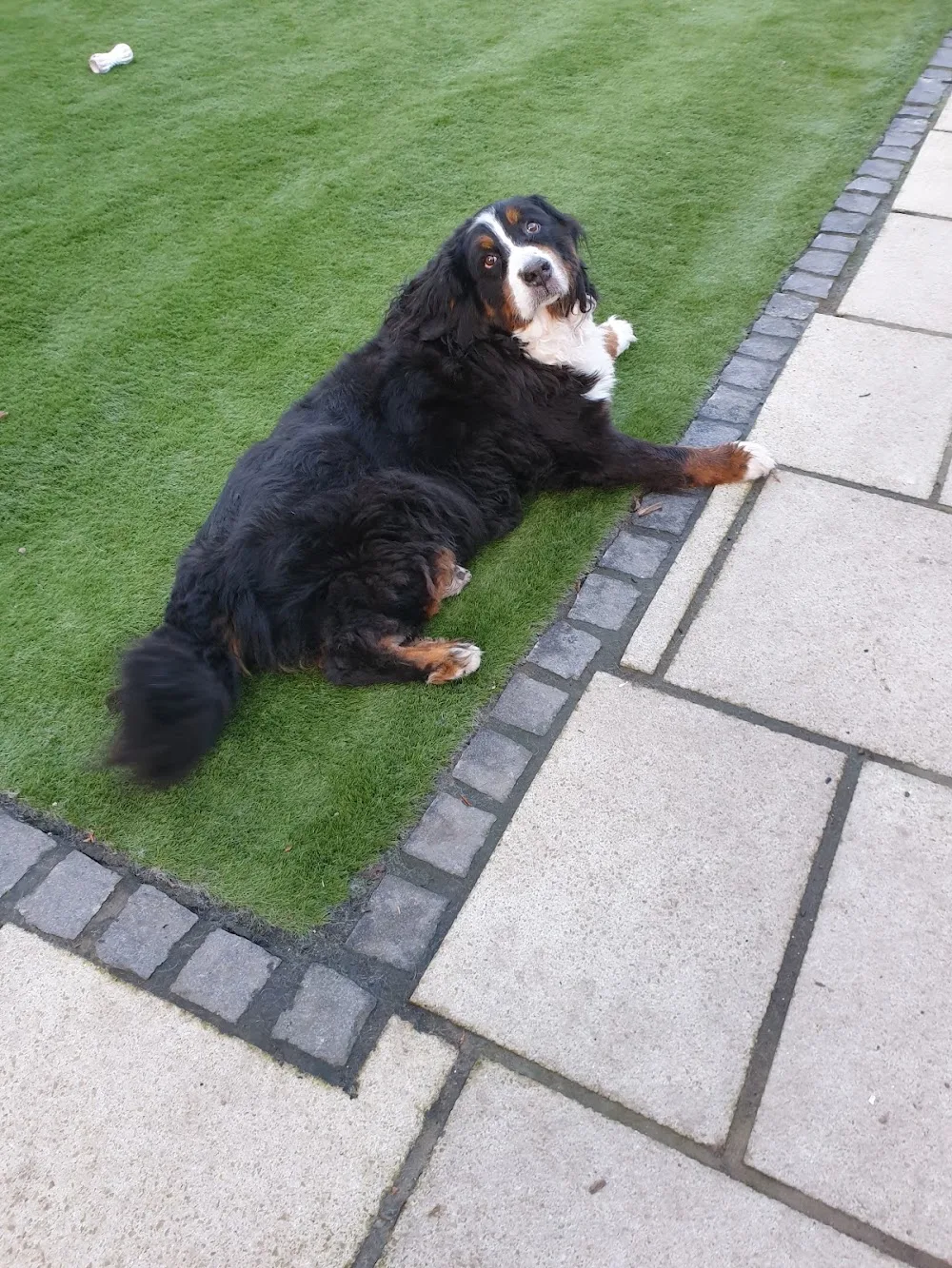 Hounds hotel cheadle - Stockport pet otel