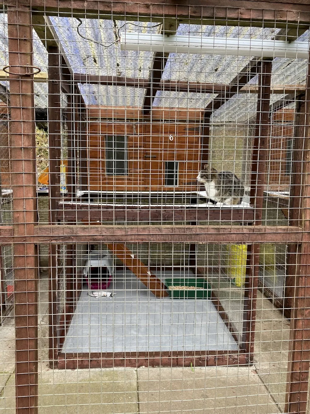 Leawood Boarding Cattery - Stockport pet otel