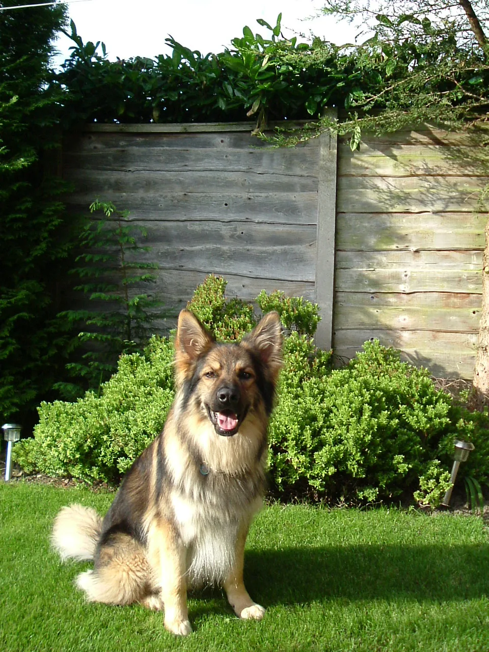 Lucky Puppy Home Dog Boarding - Stockport pet otel