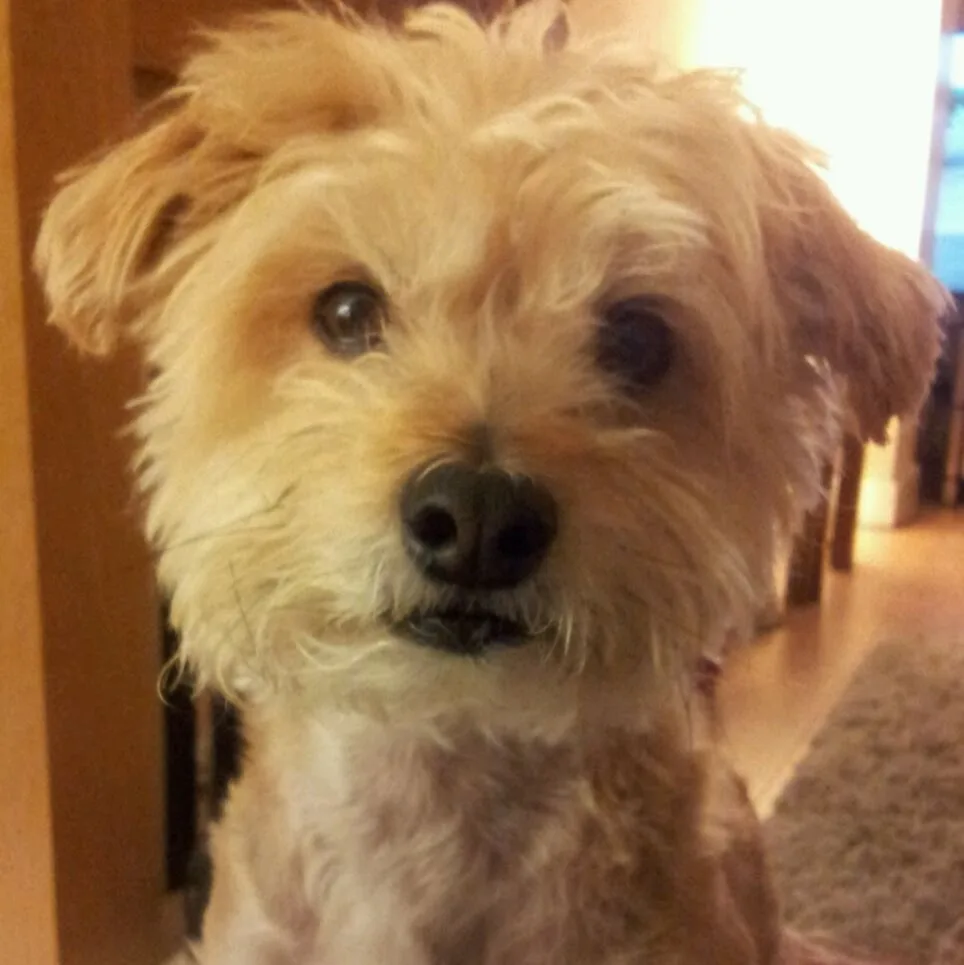 Penny’s Pooches - Stockport pet otel görseli 5