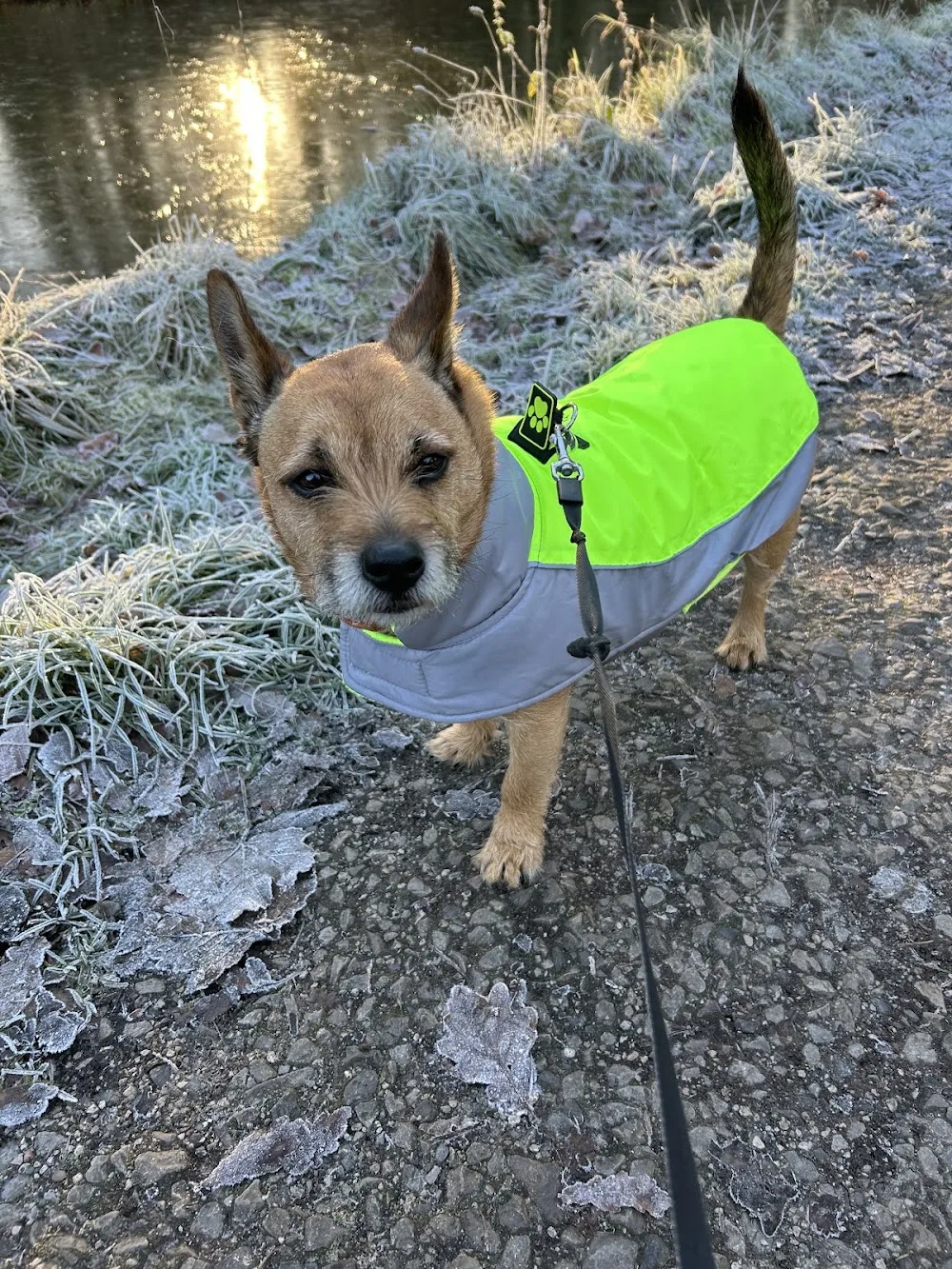 PetStay Home Dog Boarding, Stockport, Wilmslow and Macclesfield - Stockport pet otel görseli 2