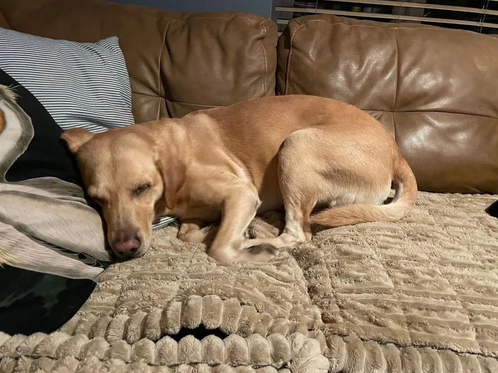 PetStay Home Dog Boarding, Stockport, Wilmslow and Macclesfield - Stockport pet otel görseli 3