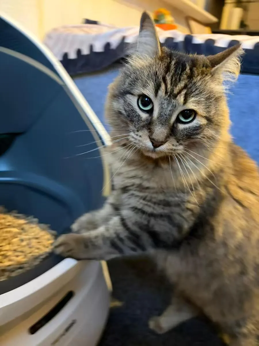 Purrpaws Cattery - Stockport pet otel görseli 3