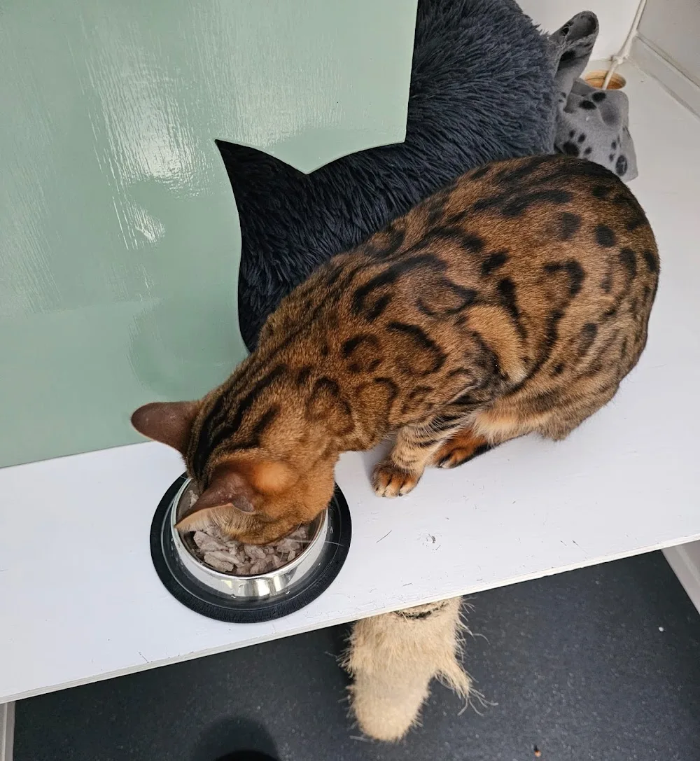 Puss In Bootique - The Luxury Hotel For Cats - Stockport pet otel görseli 3