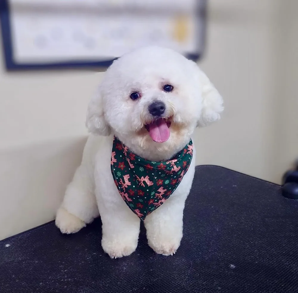 Springbank Farm Kennels & Cattery, Manchester - Stockport pet otel görseli 4