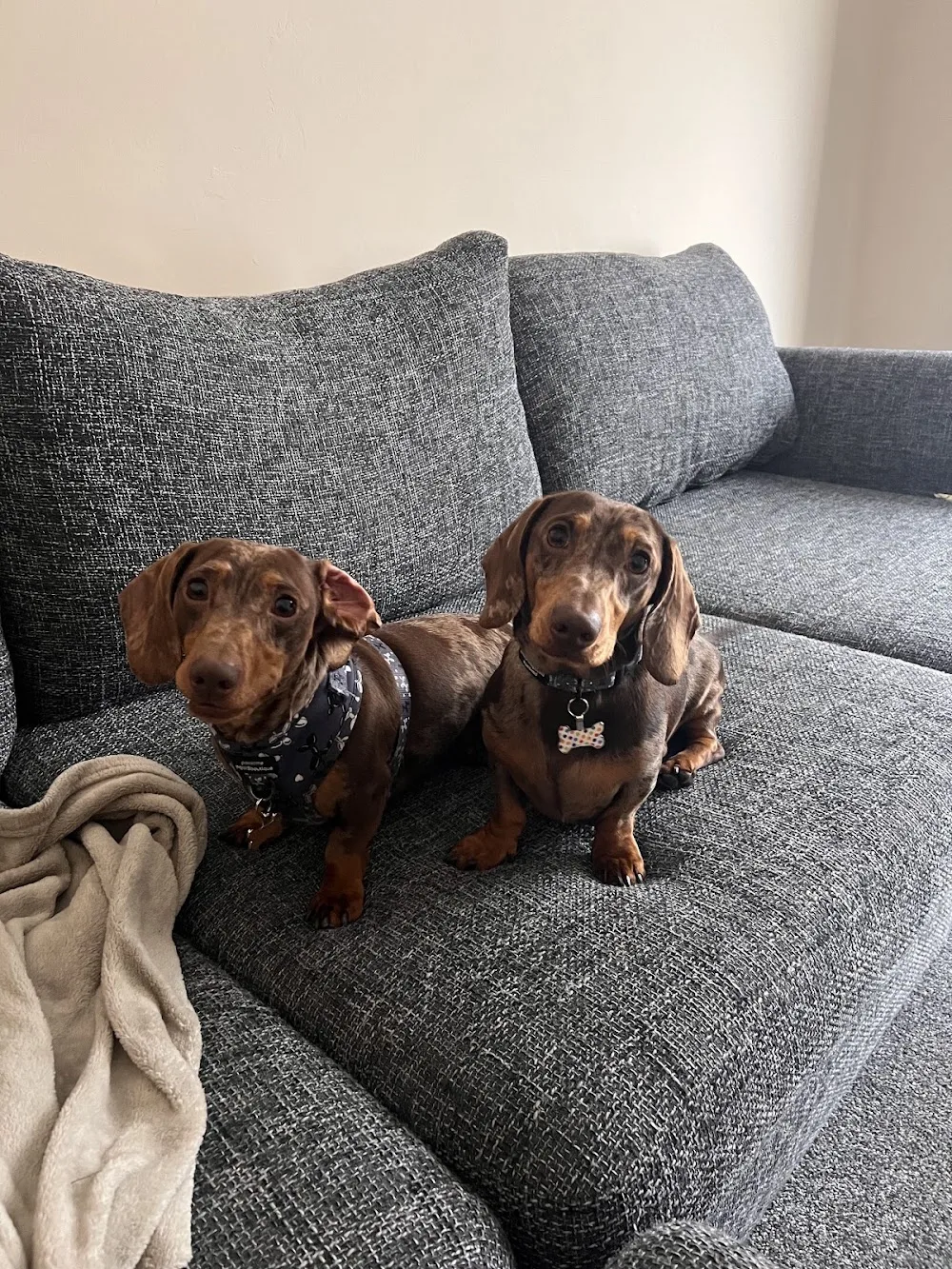The Sausage Dog Hotel - Stockport pet otel