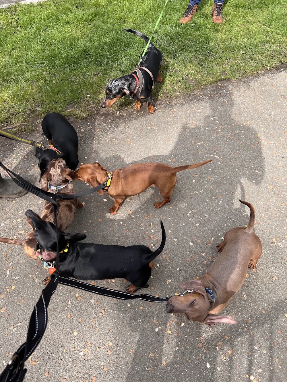 The Sausage Dog Hotel - Stockport pet otel görseli 3