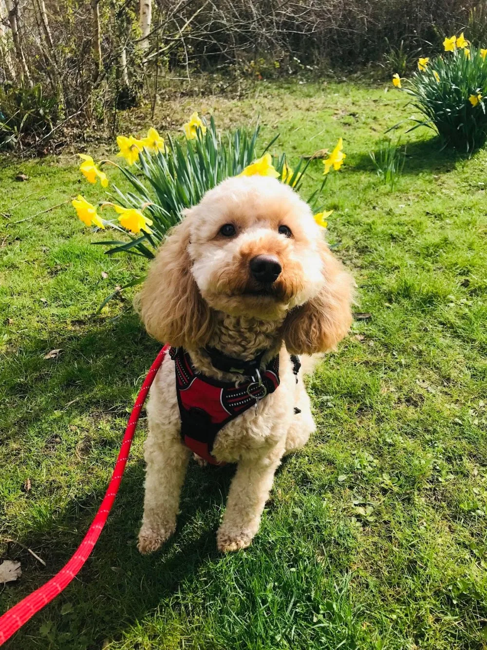 Bark In The Park MK - Stoke Goldington pet otel görseli 3