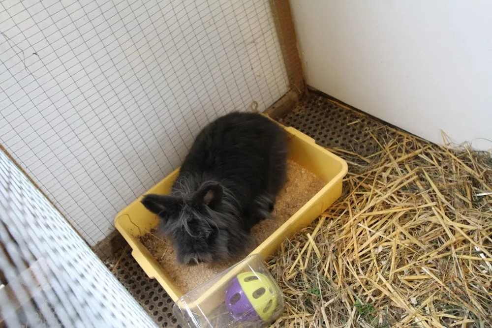 Bunny Manor Hotel - Stoke Goldington pet otel