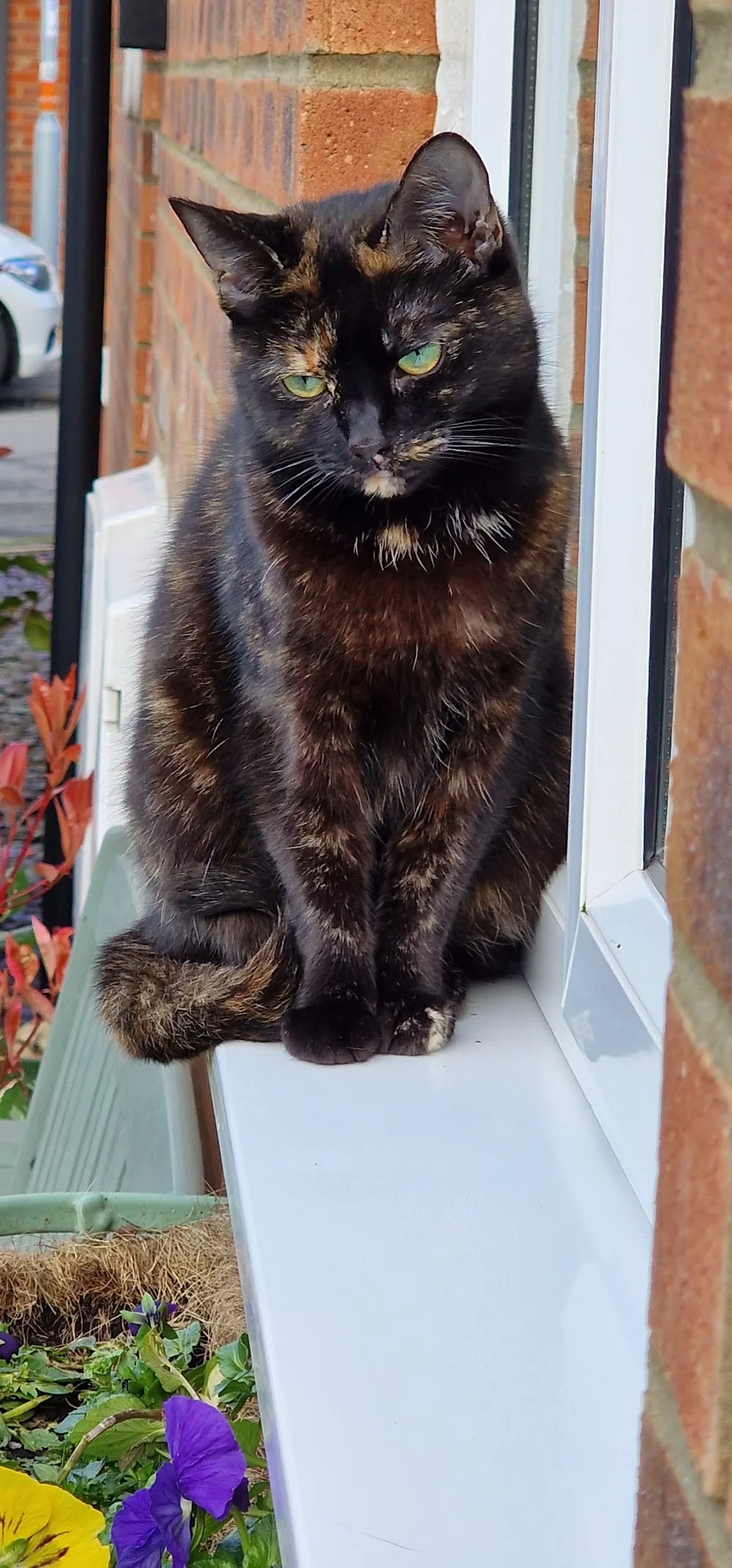 Knuston Boarding Cattery - Stoke Goldington pet otel