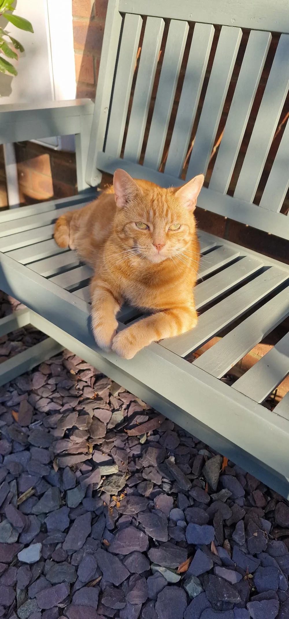 Knuston Boarding Cattery - Stoke Goldington pet otel görseli 3