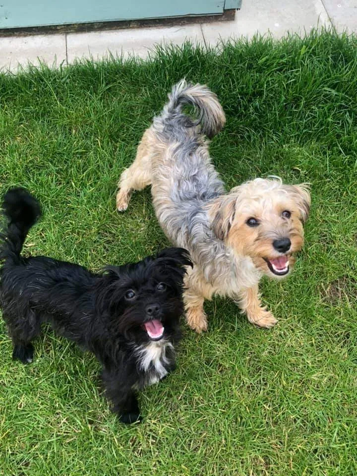 Little Dog Lodgings - Stoke Goldington pet otel