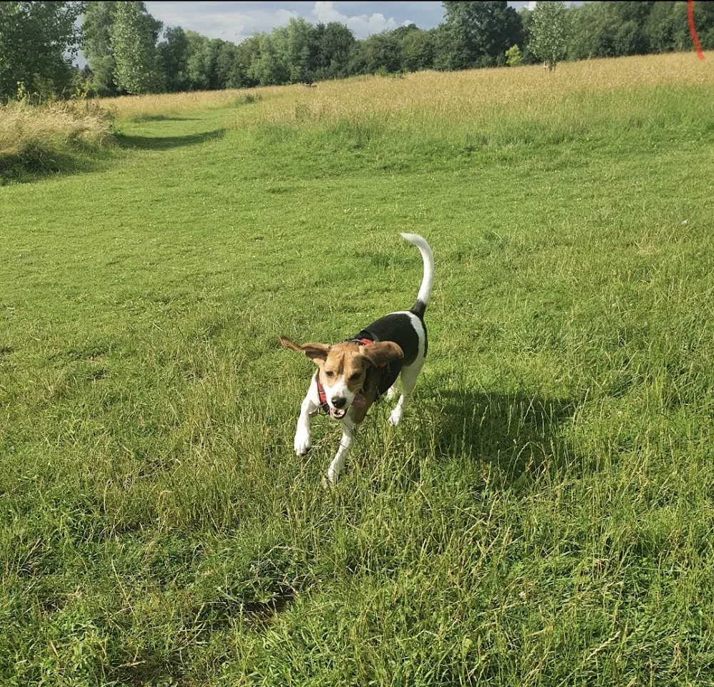 Pads and Paws Homeboarding & Pet Services - Stoke Goldington pet otel görseli 2