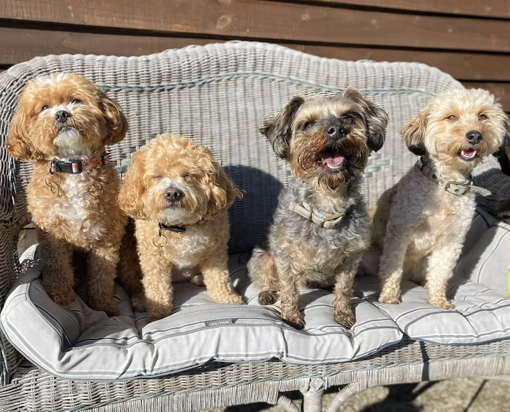 Poodles & Doodles Home Stays - Stoke Goldington pet otel görseli 2