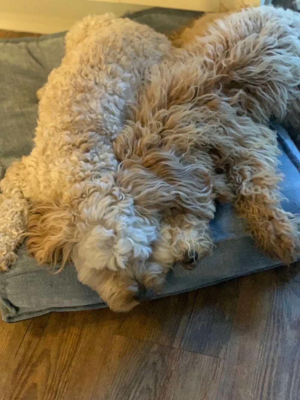 Poodles & Doodles Home Stays - Stoke Goldington pet otel görseli 3