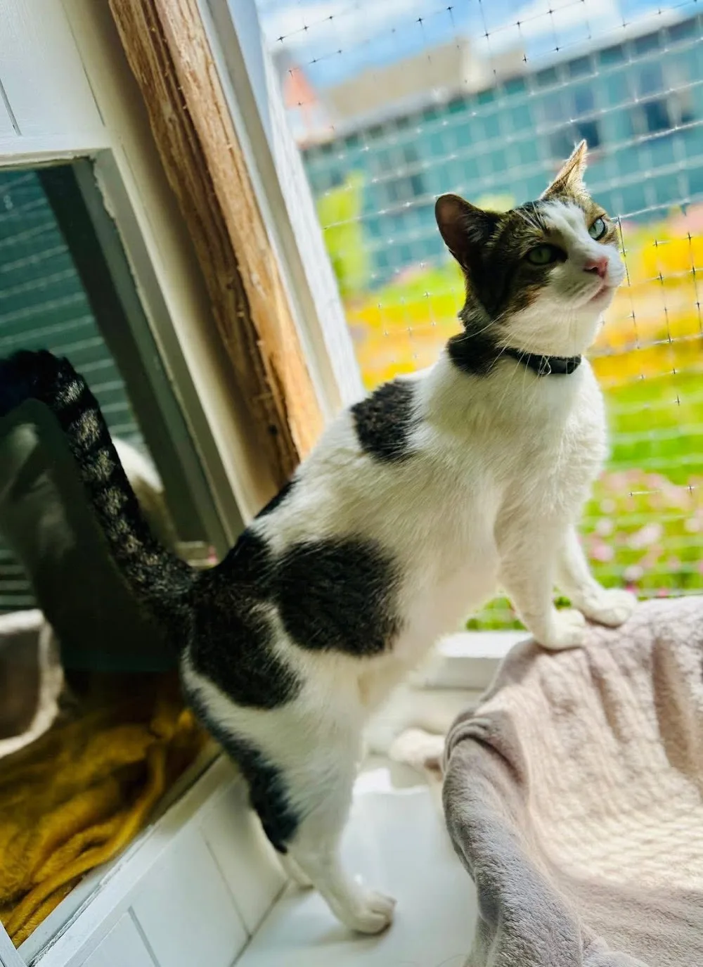 The Miaow Motel - Stoke Goldington pet otel görseli 3
