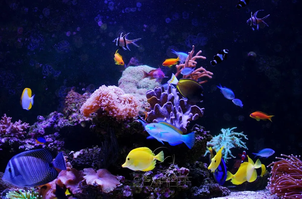 SEASHOP.CZ | eshop pro mořskou akvaristiku - Středočeský kraj pet otel