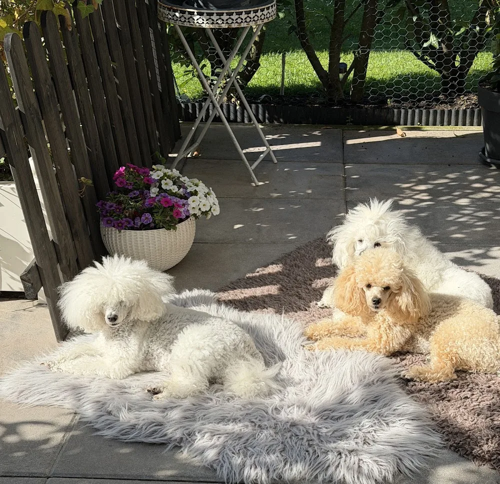 Best Friends Home- Hundepension für kleine Hunde - Stutensee pet otel görseli 3