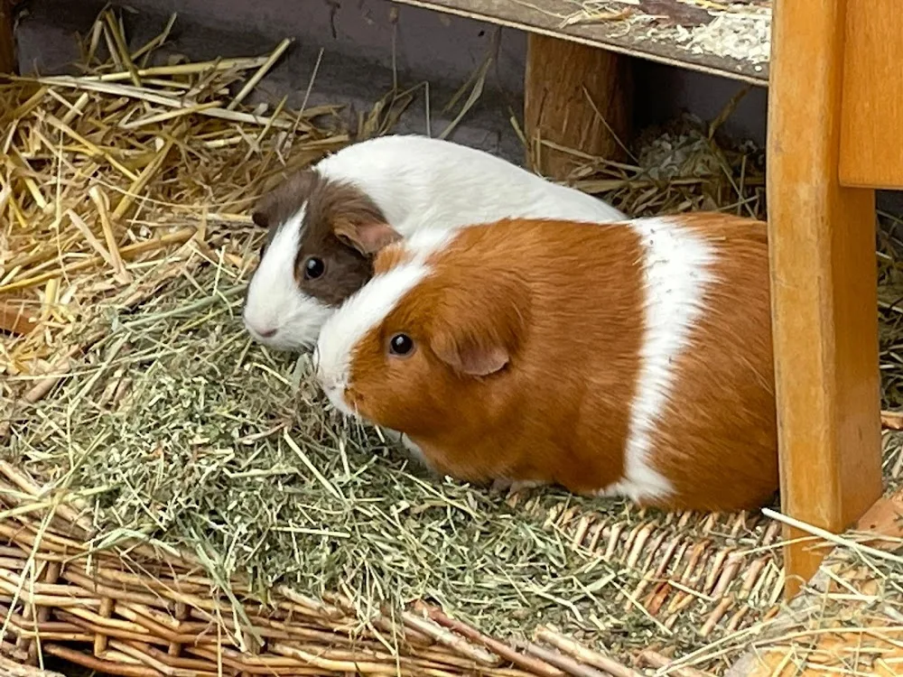 Corinnas Tierbetreuung - Stutensee pet otel görseli 3