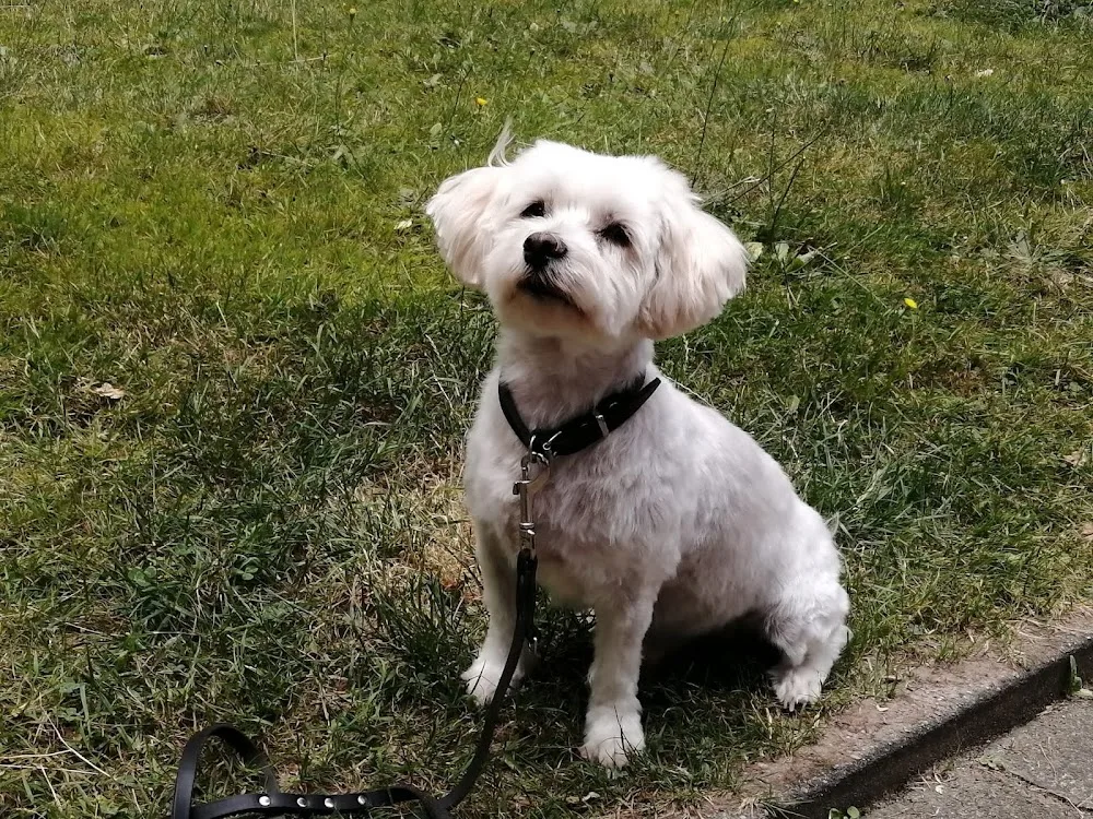 Emmy’s Tierparadies - Tierisch wohlfühlen -Hundesalon,Tierbetreuung,Tierpsychologie,Ernährungsberatung Eggenstein Karlsruhe - Stutensee pet otel