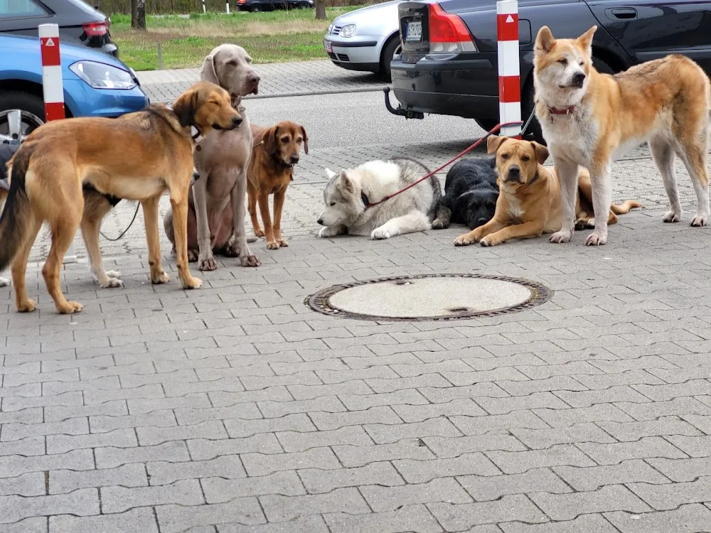 Ralfs mobile Tierbetreuung - Stutensee pet otel görseli 3