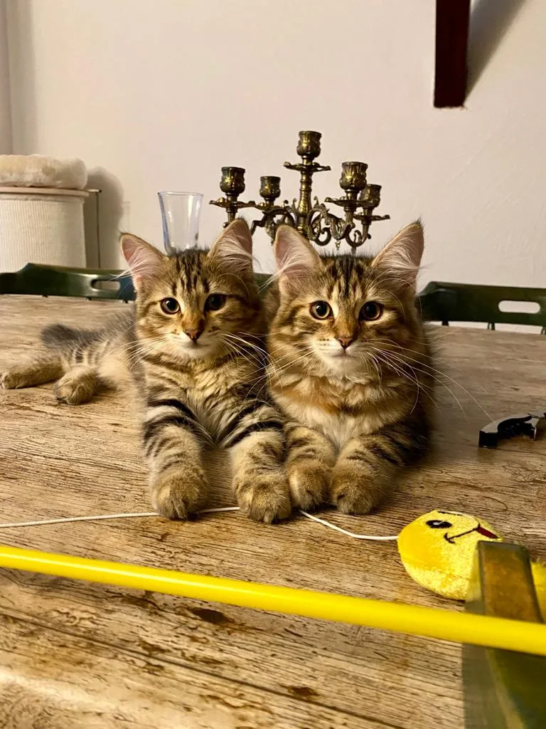Die Haustier Nanny - Mobile Tierbetreuung - Katzenbetreuung - Katzensitting - Stuttgart pet otel görseli 3