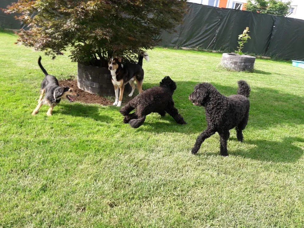 Dog Holiday - Stuttgart pet otel görseli 3
