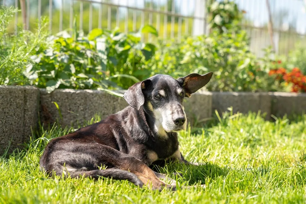 Hundepension Annika Jankov - Stuttgart pet otel