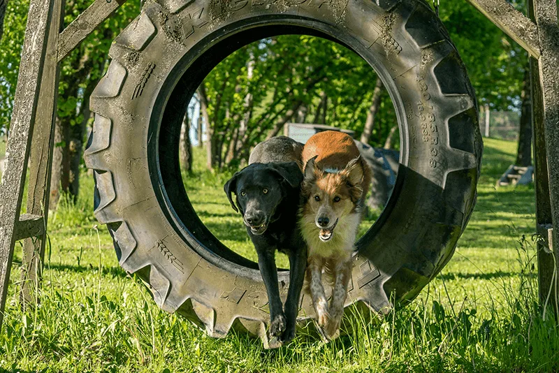 HundeSinn - Stuttgart pet otel görseli 2