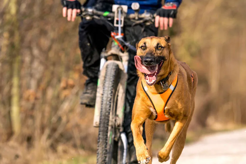 HundeSinn - Stuttgart pet otel görseli 3