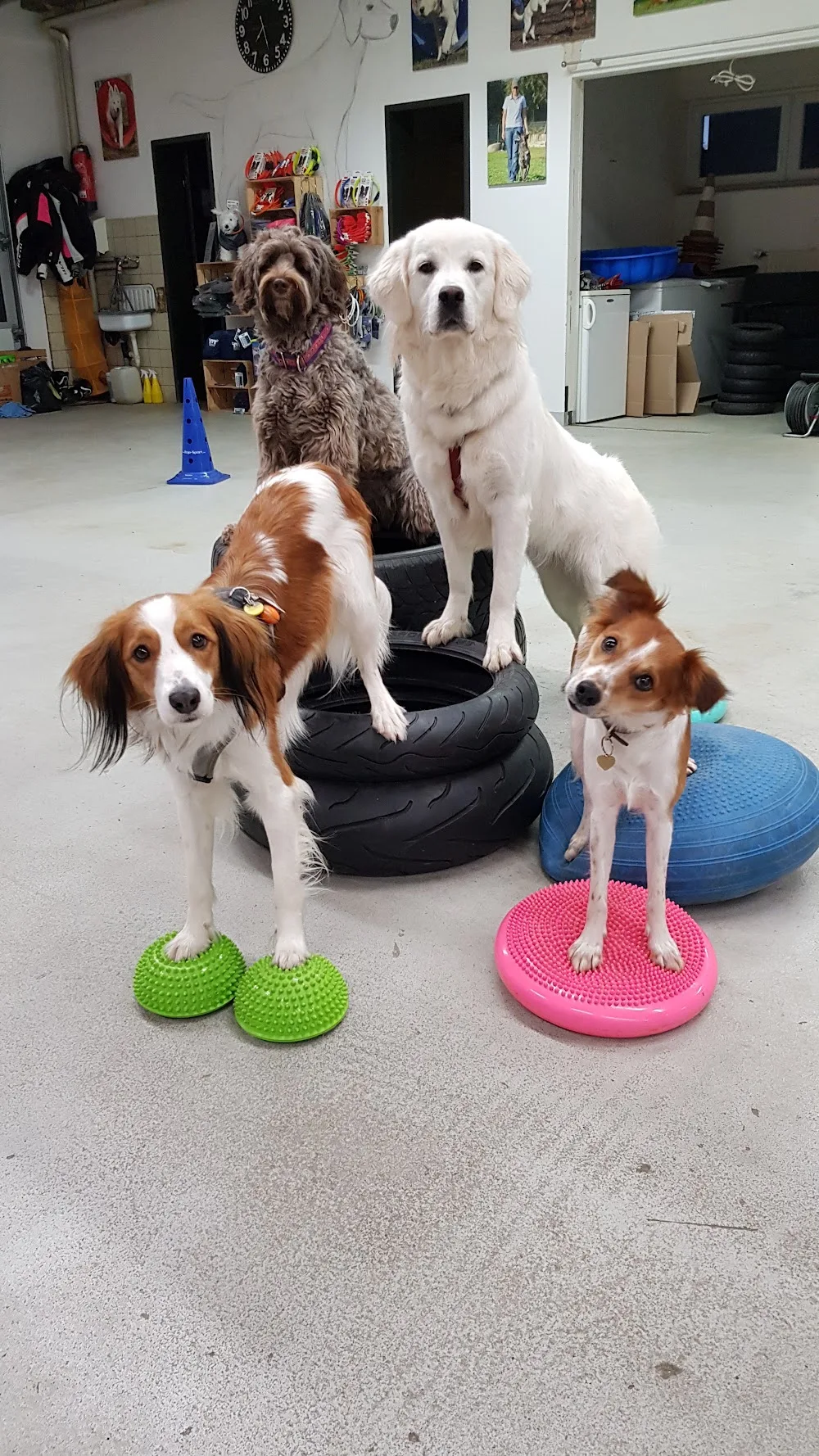 Hundezentrum Esslingen - Hundeschule, Hundepension, Hundetagesstätte, Hundeinternat, Hundephysiotherapie - Stuttgart pet otel