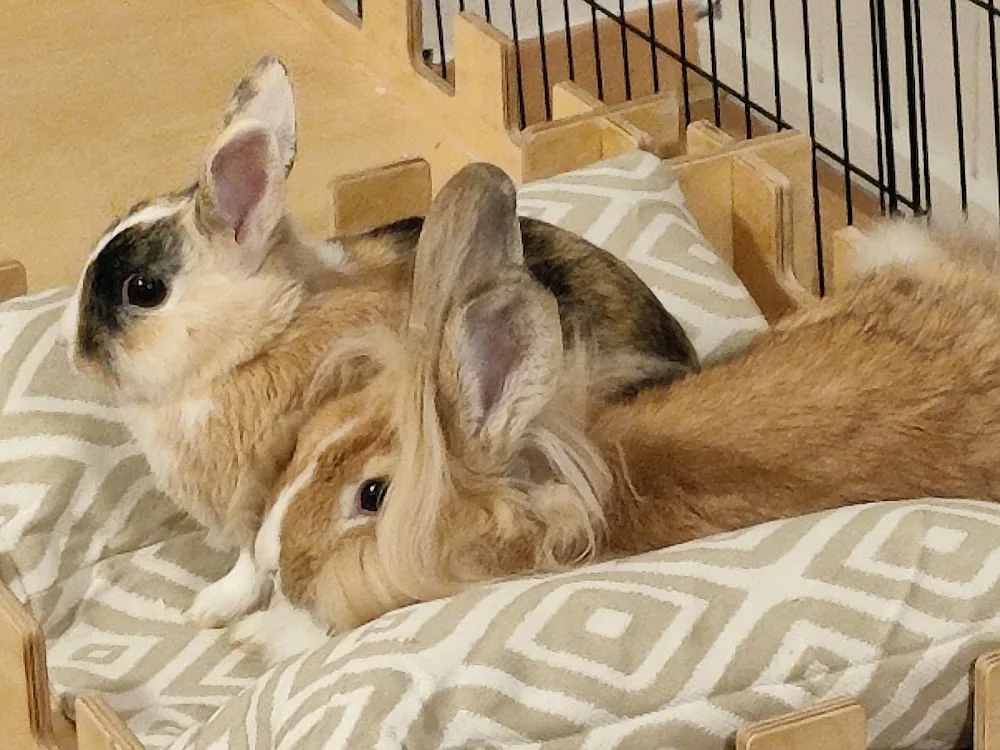 Kaninchenpension "Häschen in der Stube" - Stuttgart pet otel