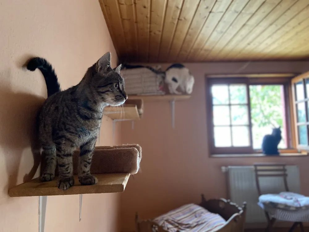 Katzenpension - Stuttgart pet otel görseli 2
