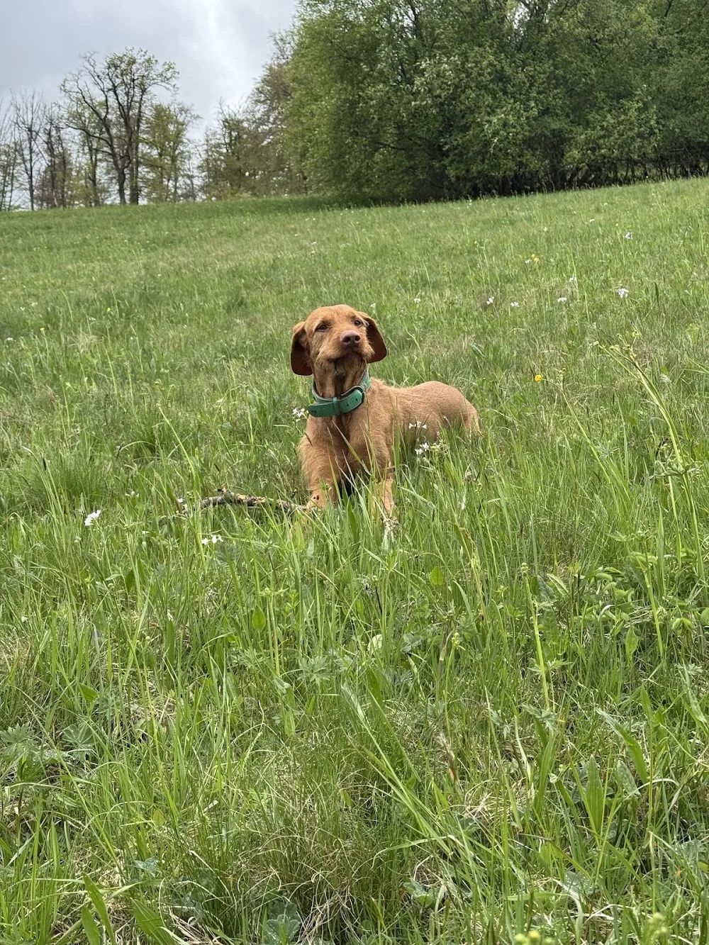 Perfect Dogs - Stuttgart pet otel görseli 2