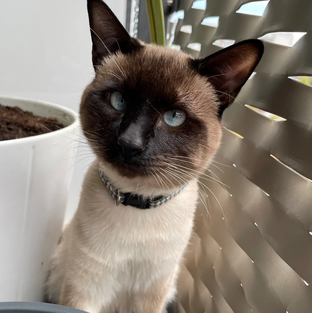 Tierglück Esslingen Katzenpension - Stuttgart pet otel görseli 3