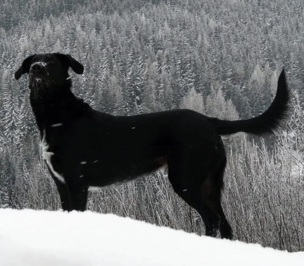 Hundepension mit Herz - Individuelle Betreuung/Tiersitting/Pension - Styria pet otel görseli 2