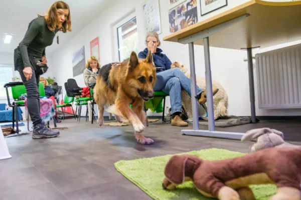 Trainings Camp Waldegg - Styria pet otel görseli 3