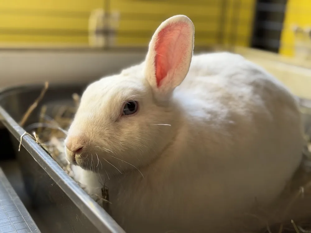 Hotelik dla królików i gryzoni&usługi groomerskie dla zwierząt - Subcarpathia pet otel görseli 3