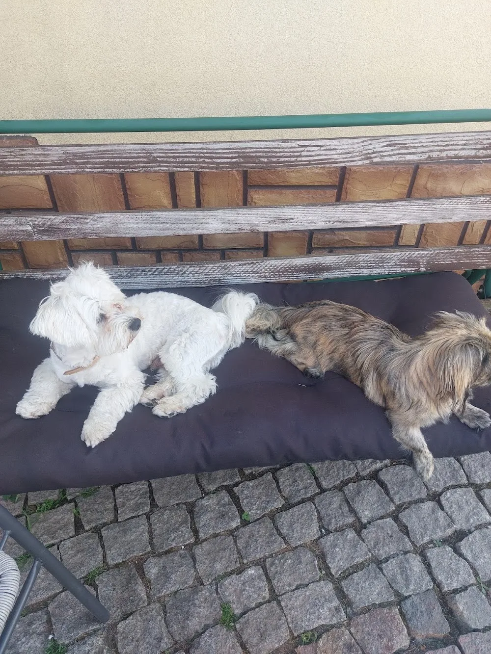 Psia Mama - hotel dla psów - Krosno - Subcarpathia pet otel görseli 3