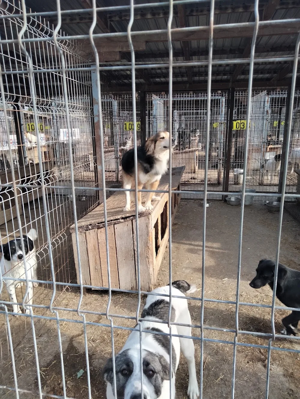 Adăpostul pentru câini fără stăpân, Suceava - Suceava pet otel