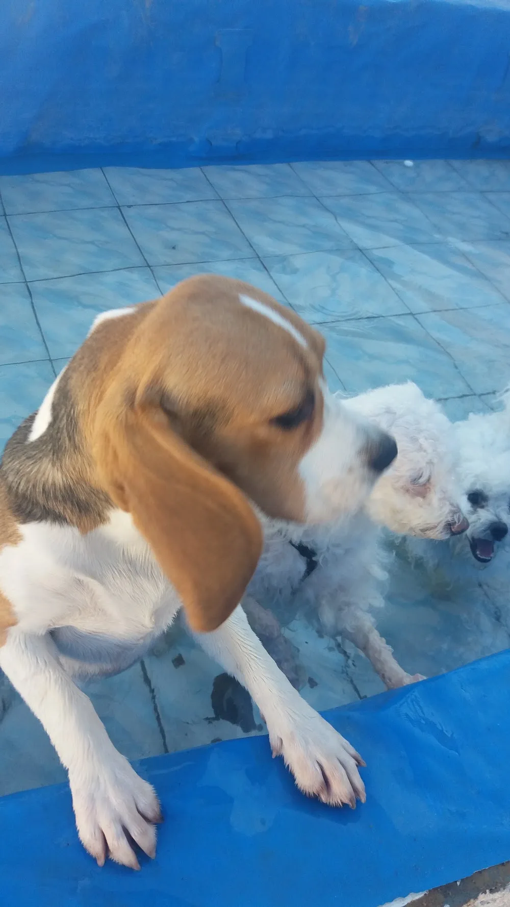 Dogs pension Suceava - Suceava pet otel görseli 3