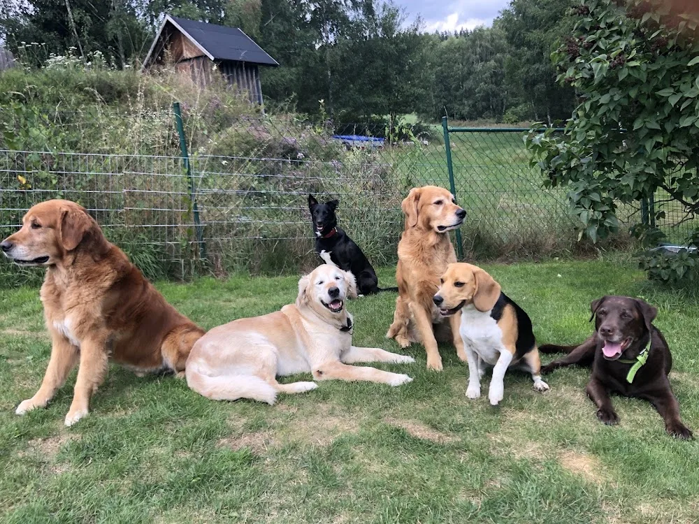 Dinos Hundepension - Suhl pet otel görseli 3
