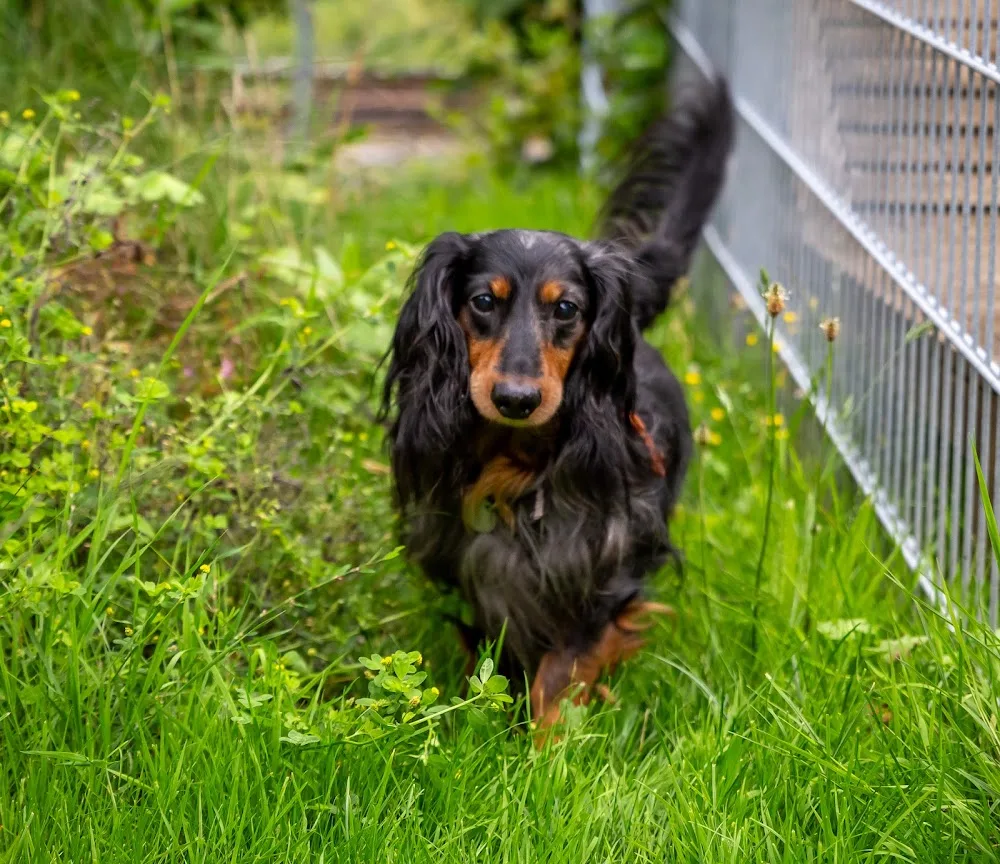 GiCo Hundebetreuung - Suhl pet otel görseli 6