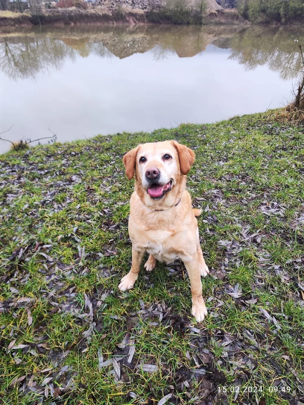 Hundepension & Hundeschule vom Hummelshof - Suhl pet otel görseli 3