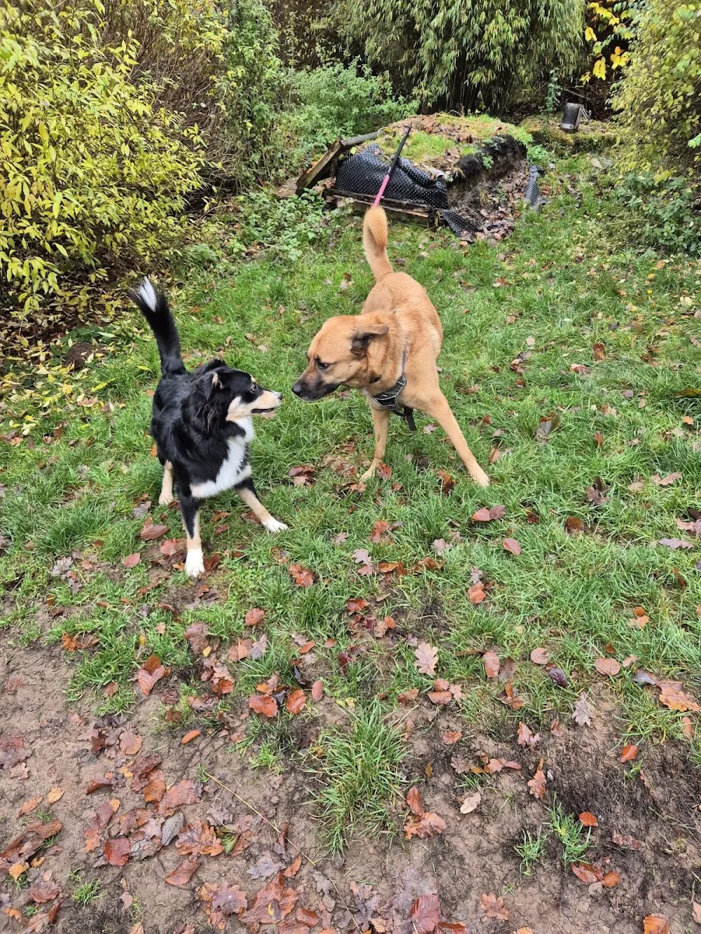 Hundepension zur Pulvermühle - Suhl pet otel