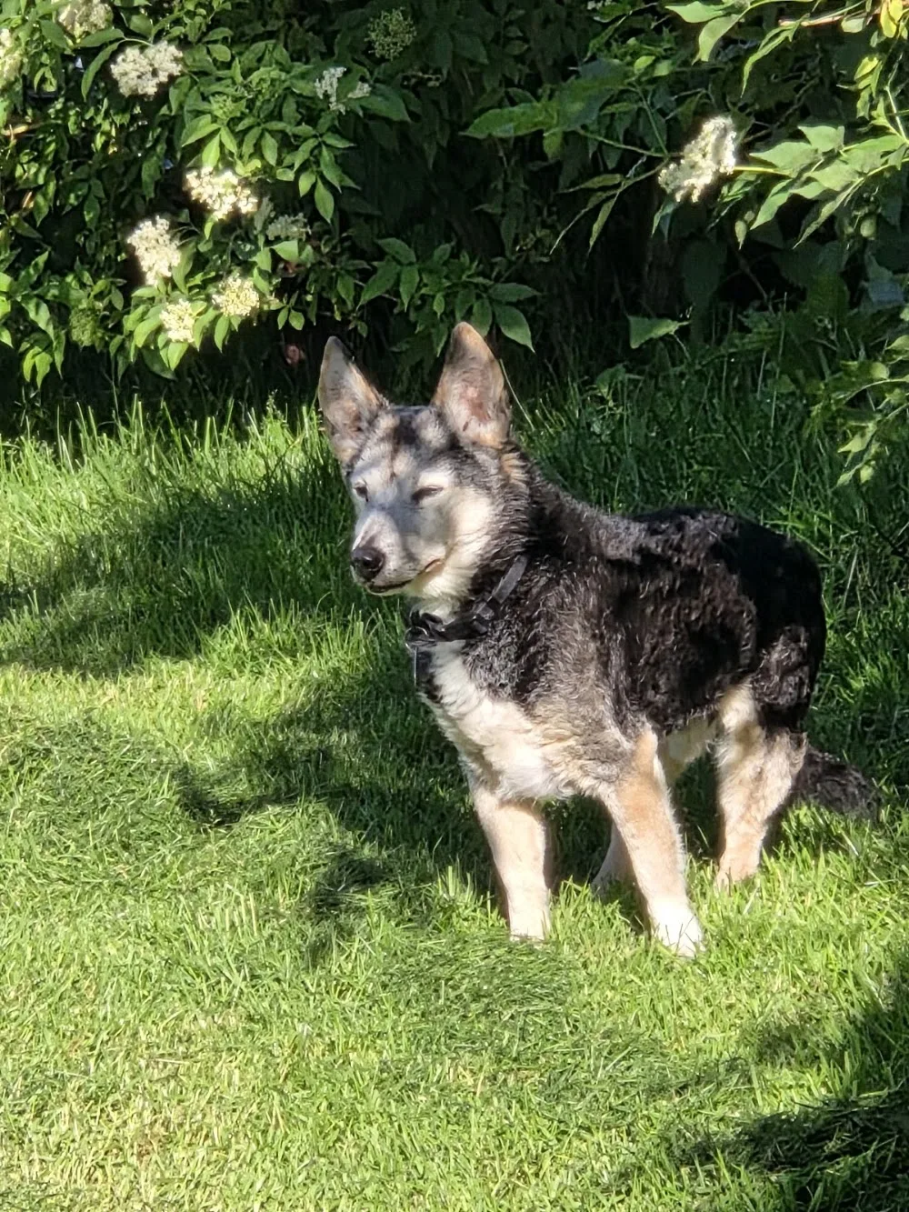 Hundeschule, Tierpension Buchen seit 1991 behördl. anerkannt - Suhl pet otel görseli 3