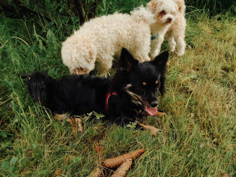 Team RoSa - Private Hundebetreuung Geraberg - Suhl pet otel