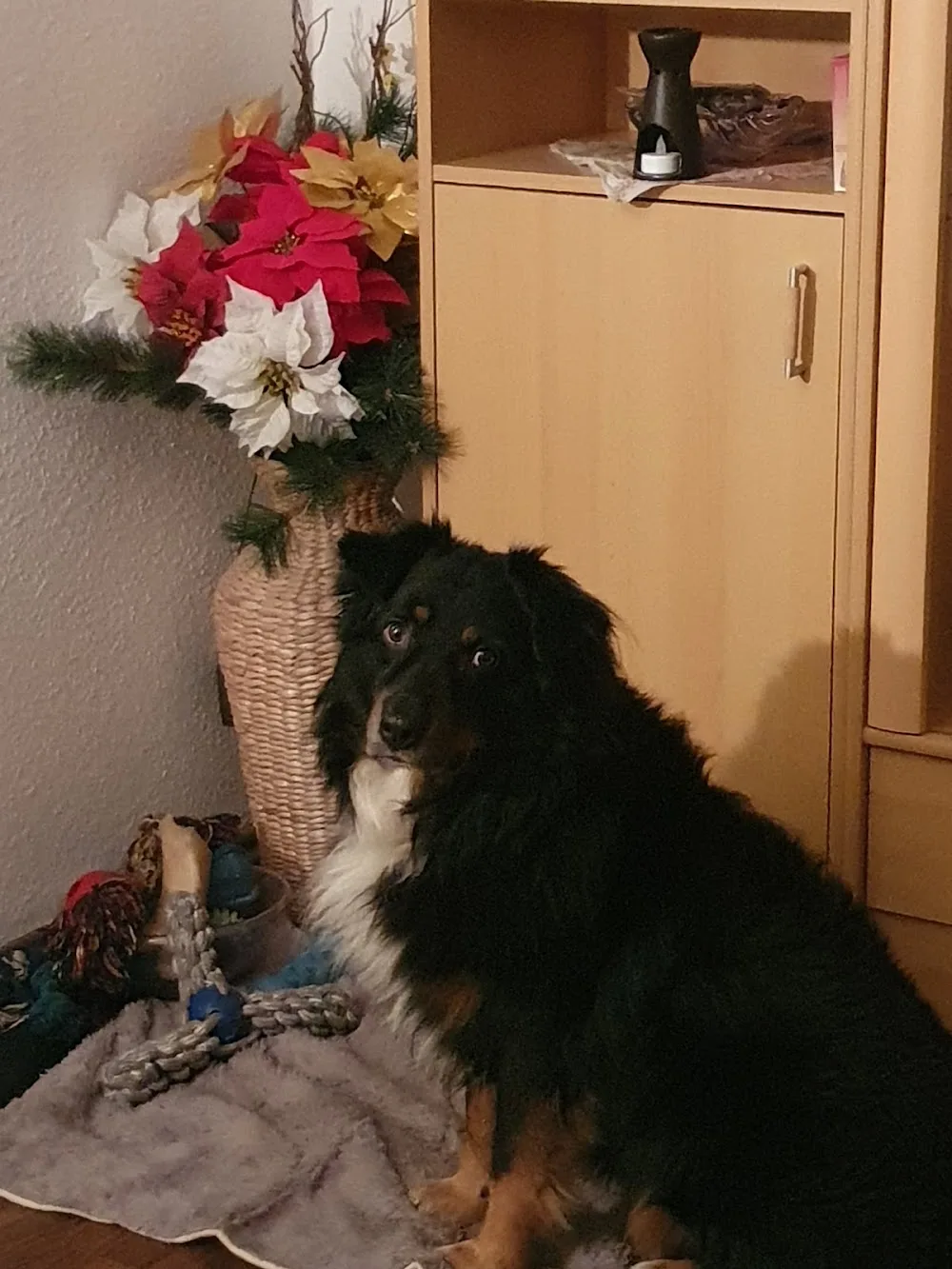 Tierpension am Wolfsrangen - Suhl pet otel görseli 2